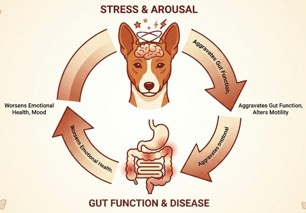 Arousal and gut connection diagram