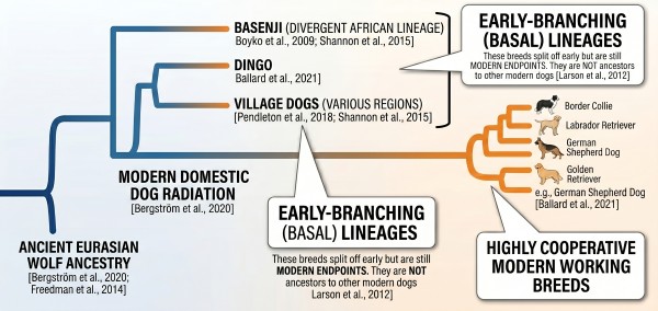 Phylogenetic tree showing Basenji as an early-branching modern dog lineage