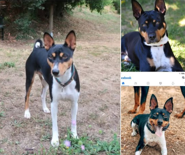 Rat Terrier collage from Old Dominion Terrier Facebook group