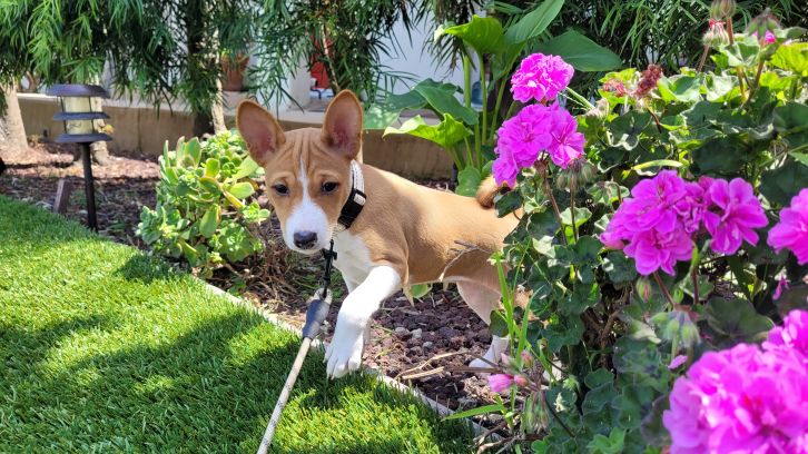 Sachi as a puppy, basenji